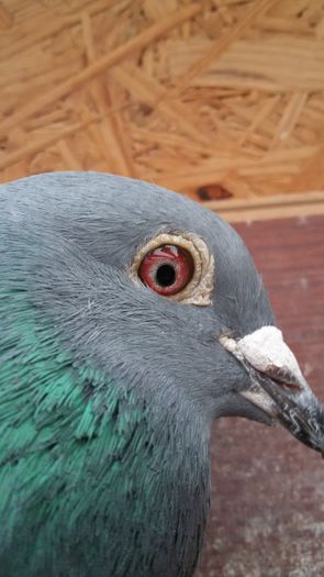 20160215_135550 - matca 2017 M