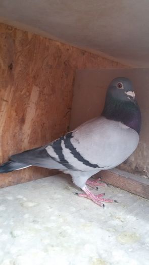 20160215_135420 - matca 2017 M