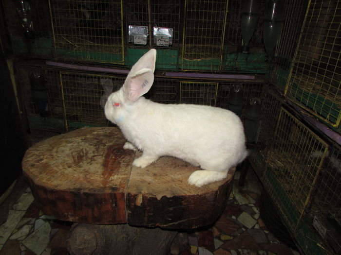 94,5 pct expo Otopeni