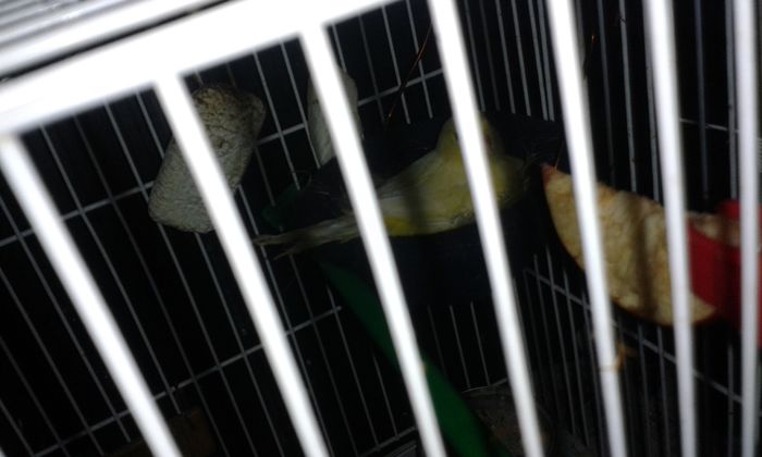 Femela cloceste a -II - a oara