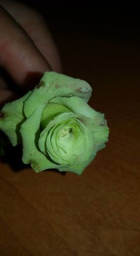 Green Tea Roses