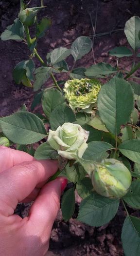 2 rose - Green Tea Roses