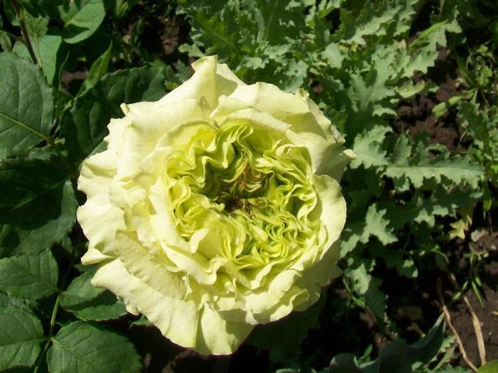 1509195_725238747516462_602538676_n