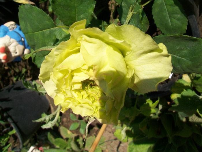 1625660_732089360164734_1956791261_n