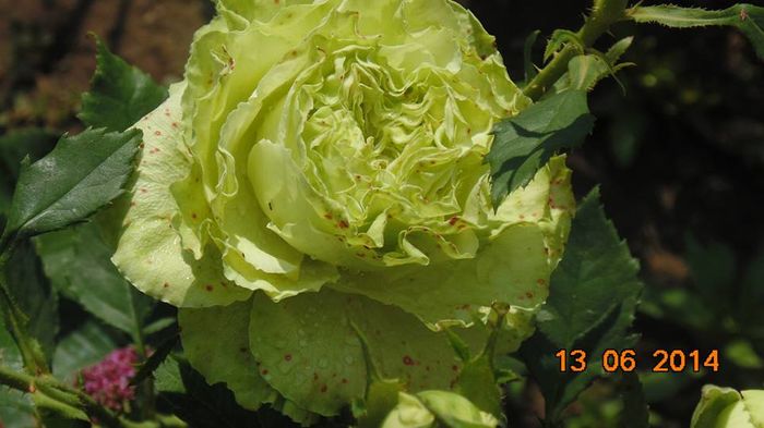 10300645_809802982393371_229890259088696865_n