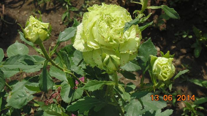 10301449_809802822393387_6114607427581467186_n