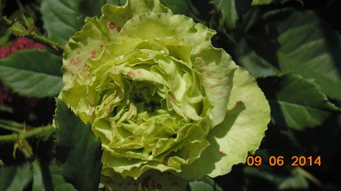 10366029_807187072654962_9039982525966118206_n