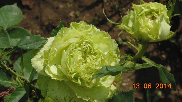 10370436_809802845726718_285205360050651162_n