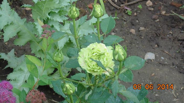 10378072_807188325988170_4708998652587688097_n