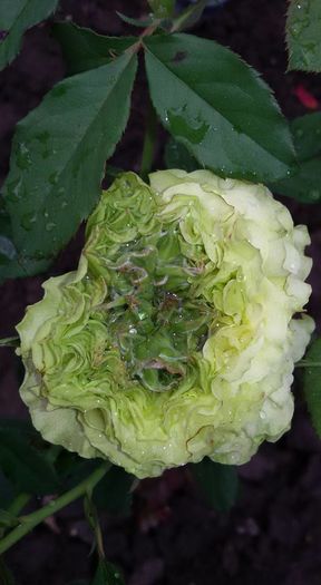 12003904_1076135859093414_3215318892828405553_n