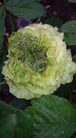 12006338_1076135742426759_5520593452452091276_n