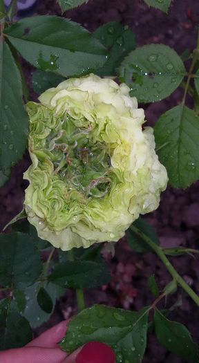 12011152_1076135962426737_7844574031439759716_n