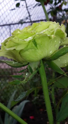 12046816_1076135929093407_7695703709152034977_n