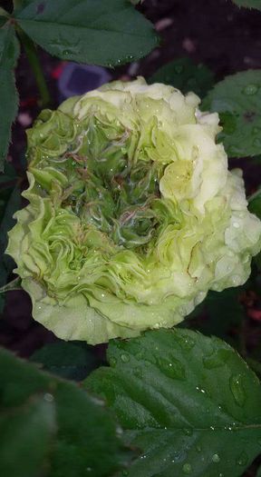 12143263_1081069731933360_3722070334840404209_n