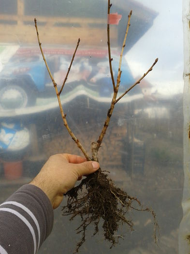 Fotografie0108 - 0 0 Arbusti fructiferi 2017-2018