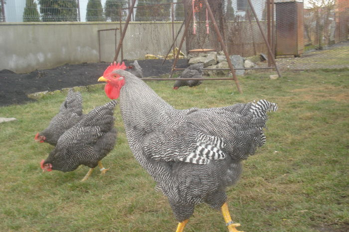 005 - PLYMOUTH ROCK BARAT 2015-2016 ARHIVA