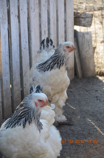 DSC_0201 - Tineret februarie 2016