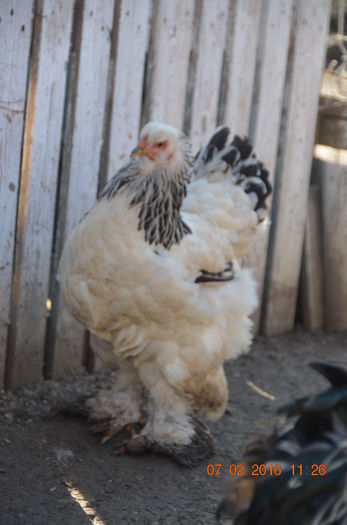 DSC_0204 - Tineret februarie 2016