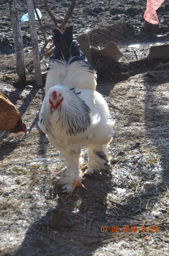 DSC_0206 - Tineret februarie 2016