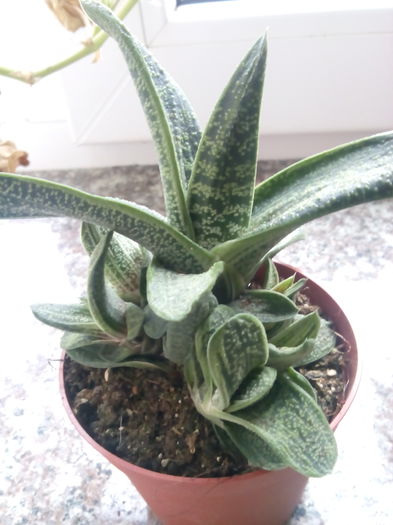 Gasteria little warty 28 lei ghiveciul - Gasteria