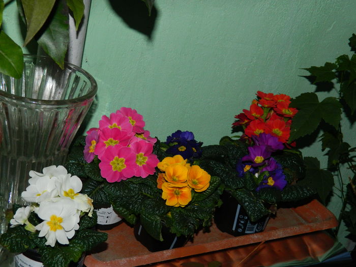 DSCN8737