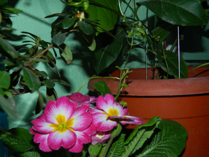 DSCN8738