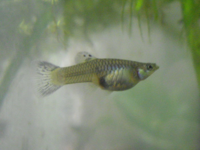 femela - Blue-Red Grass Guppy