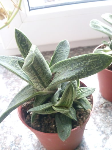 Gasteria little warty - Gasteria