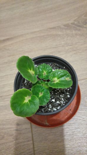 20160125_193351_HDR[1]