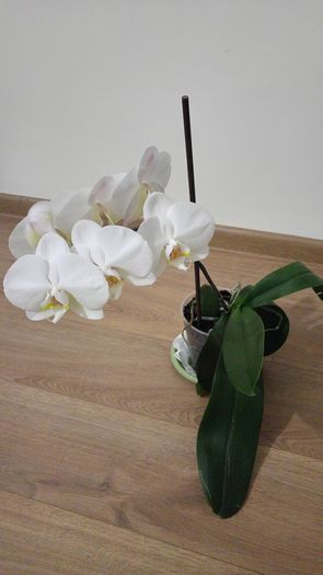 20160208_213936_HDR[1] - Orhidee