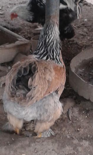 2015 - Brahma somon
