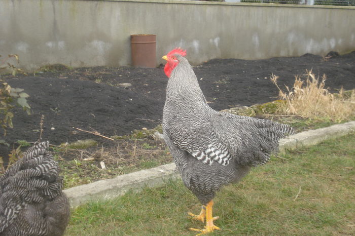 007 - PLYMOUTH ROCK BARAT 2015-2016 ARHIVA