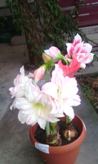 IMG_20160219_075103[1]