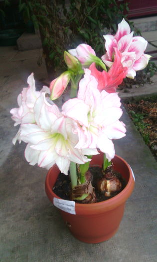 IMG_20160219_075108[1]