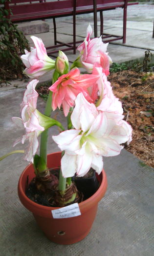 IMG_20160219_171816[1]