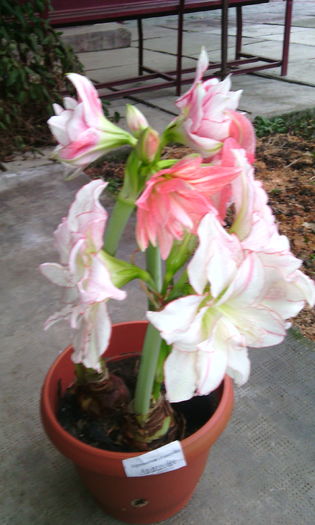 IMG_20160219_171934[1]