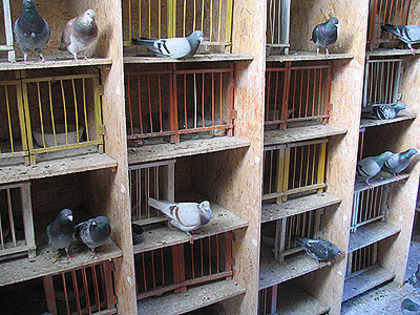 golebnik1 - MODELE DE CRESCATORII