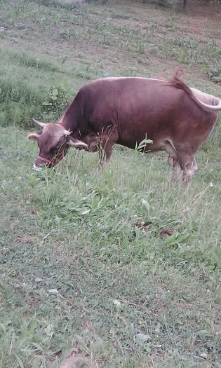 O poza facuta in vara - Vaca