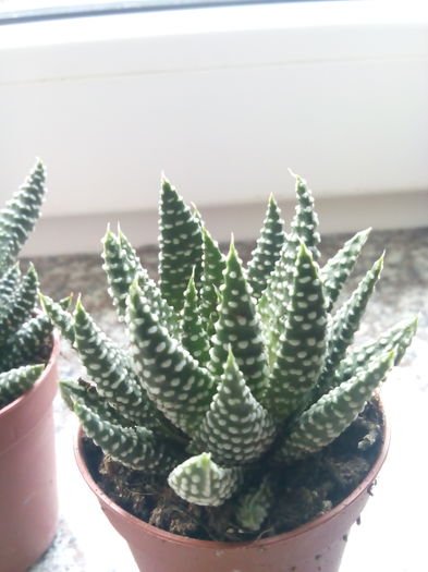 Haw pumila - Plante suculente
