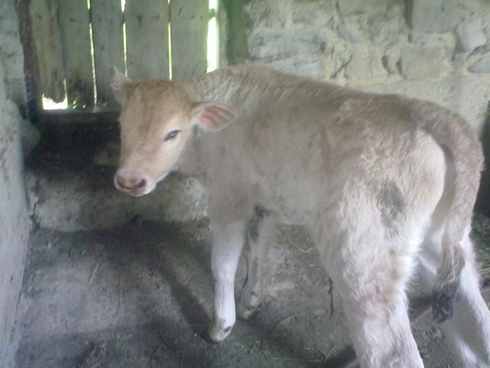 Primul ei vitel , la 4 zile - Vaca
