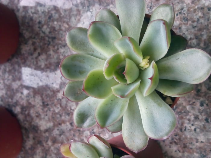 Echeveria pulidonis - echeveria