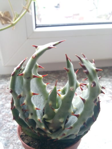 Aloe aculeata - Aloe