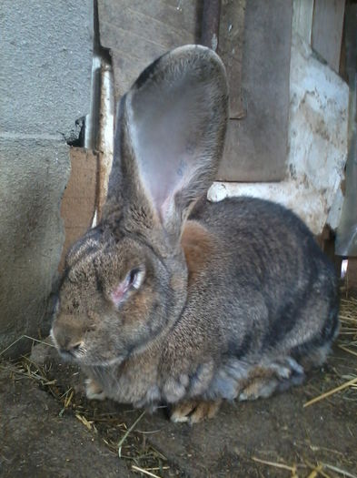 De la brugger 11 luni naparleste