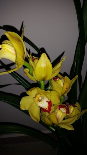 Cymbidium