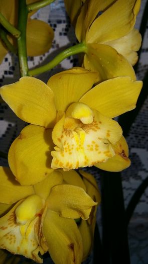 20160204_094657 - Cymbidium