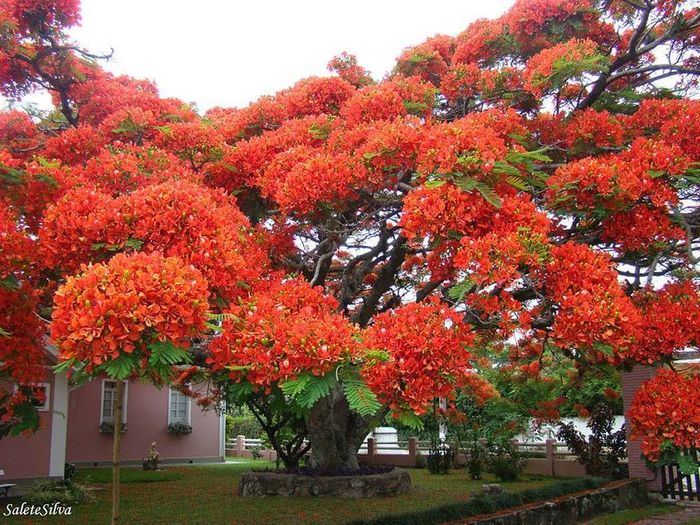 Delonix regia - Arbori si arbusti