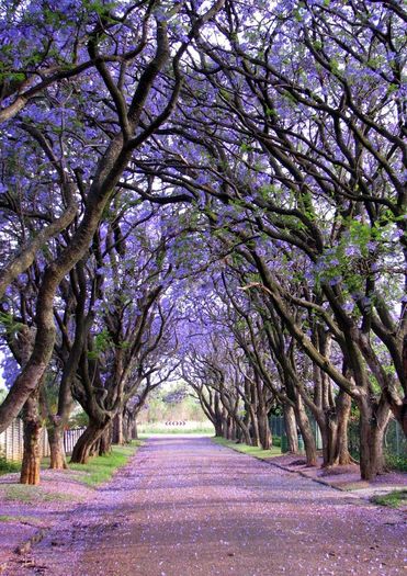 Jacaranda str - Arbori si arbusti