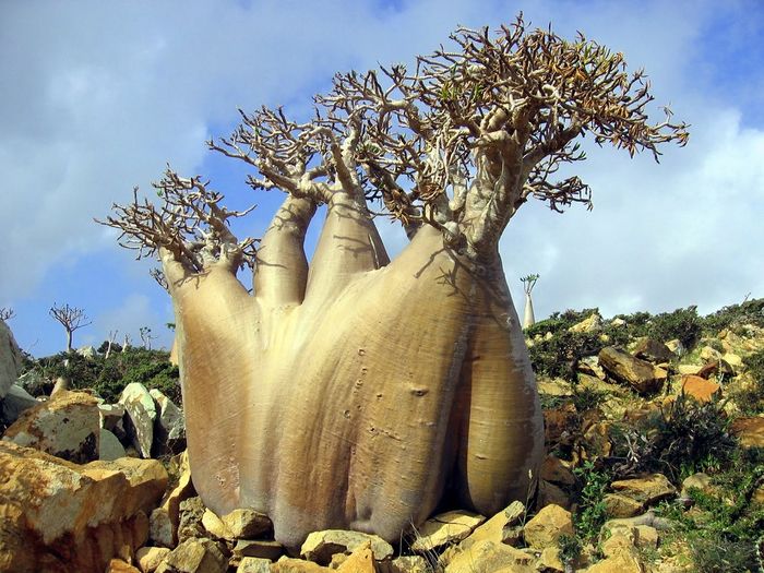 din insula Socotra - Arbori si arbusti