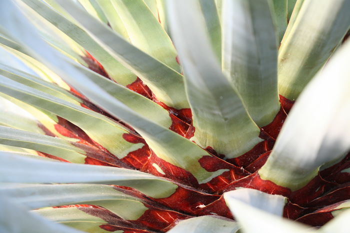 Dracaena cinnabari detaliu