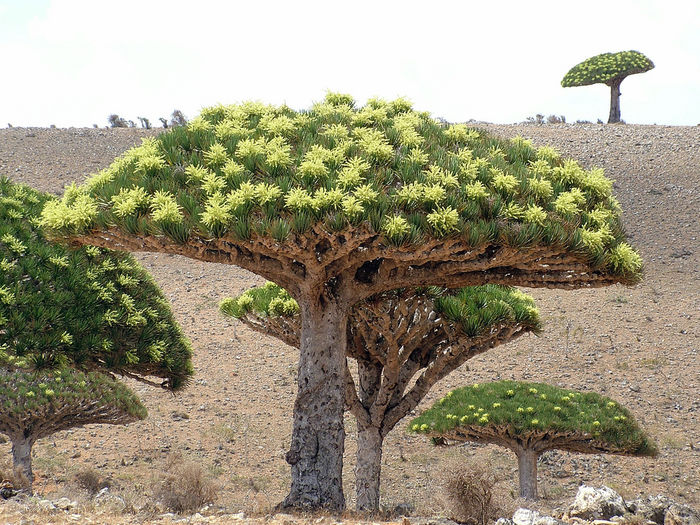 Dracaena cinnabari - Arbori si arbusti